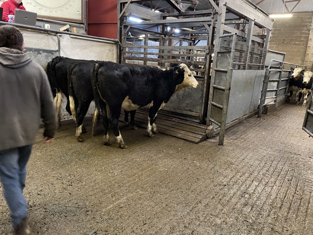 These 3 Hereford heifers weight 457kg each and sold for €1,090