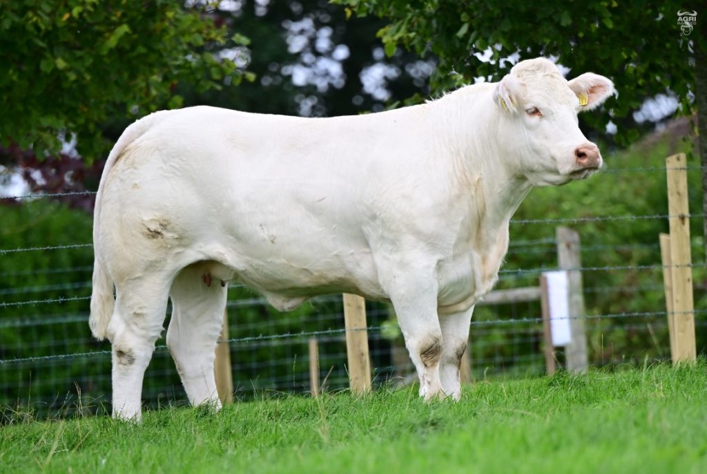 Loughriscouse Tamara sold for £6,000