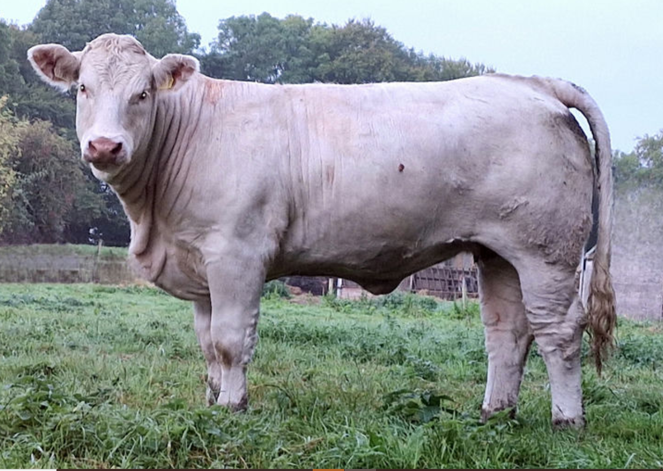 Goldstar Una sold for €9,600. Source: MartEye
