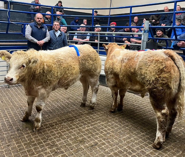Champion bull (right) owned by Andy Lohan sold for €2,300. Source: Carrigallen Mart