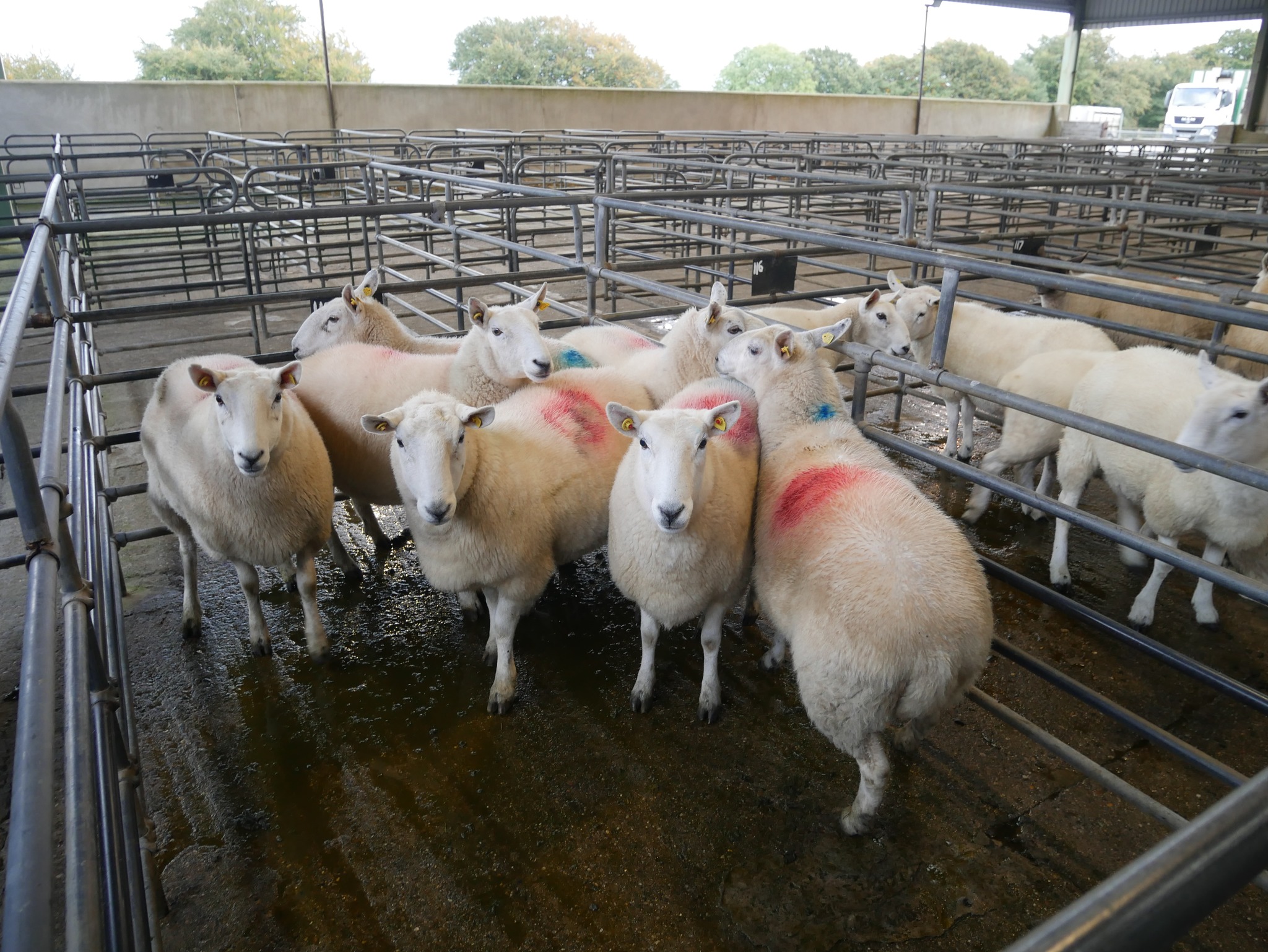 Source: Blessington Mart