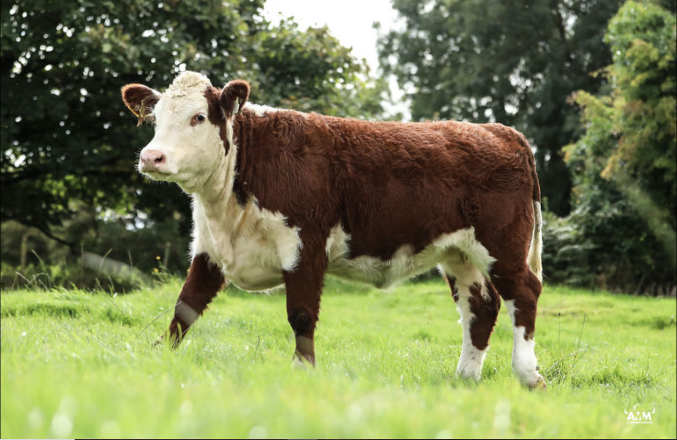 Corlismorepoll 1 Oyster 258 was the top-priced Hereford lot making €3,500