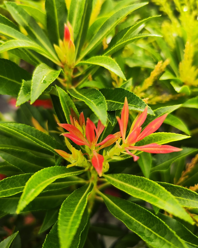 Pieris leaves Source: Clockhouse Nurseries Plant Emporium