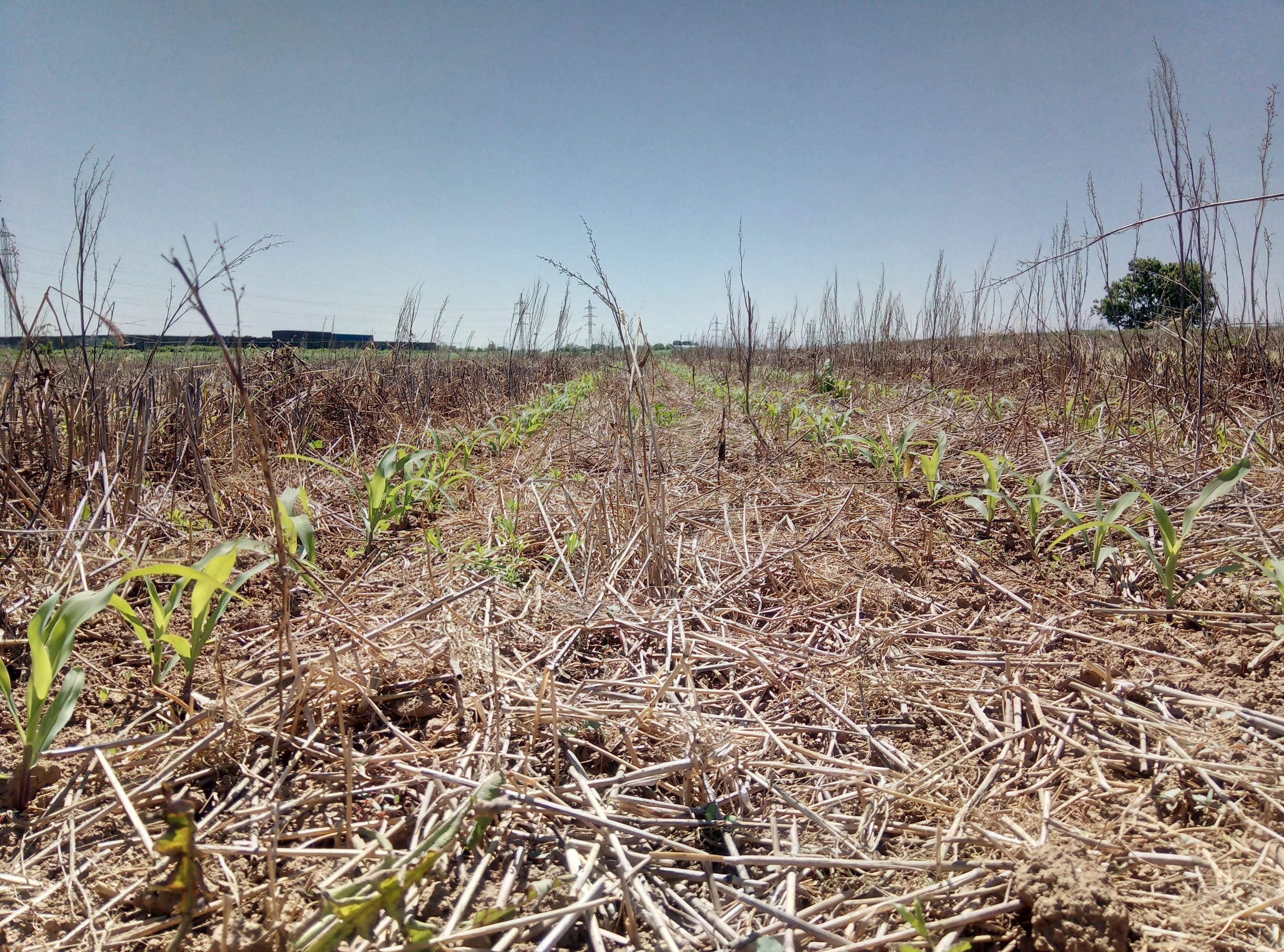 Crops sown into organic residues. Image: Krakovany-Straze