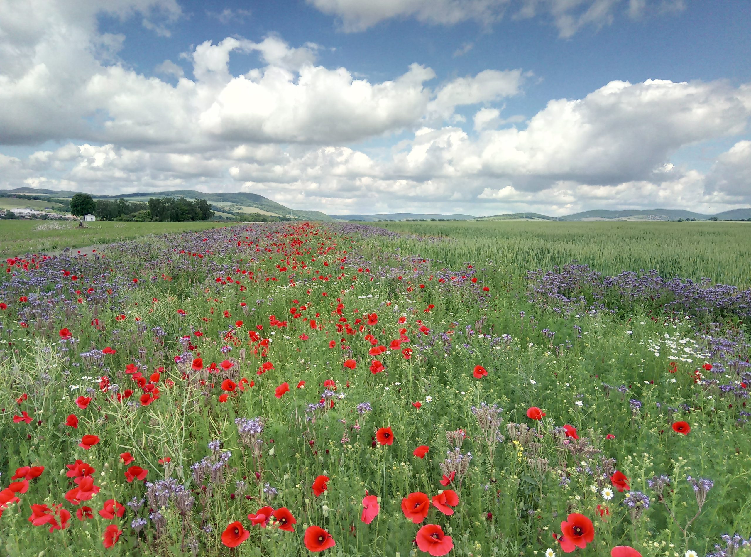 Flowers on the farm, increasing biodiversity. Image: Krakovany-Straze