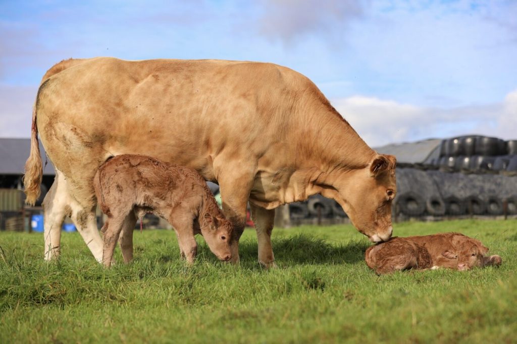 Foxhillfarm Naughtybutnice with twin bull calves Drummin Vini and Drummin Vici sold for €8,200