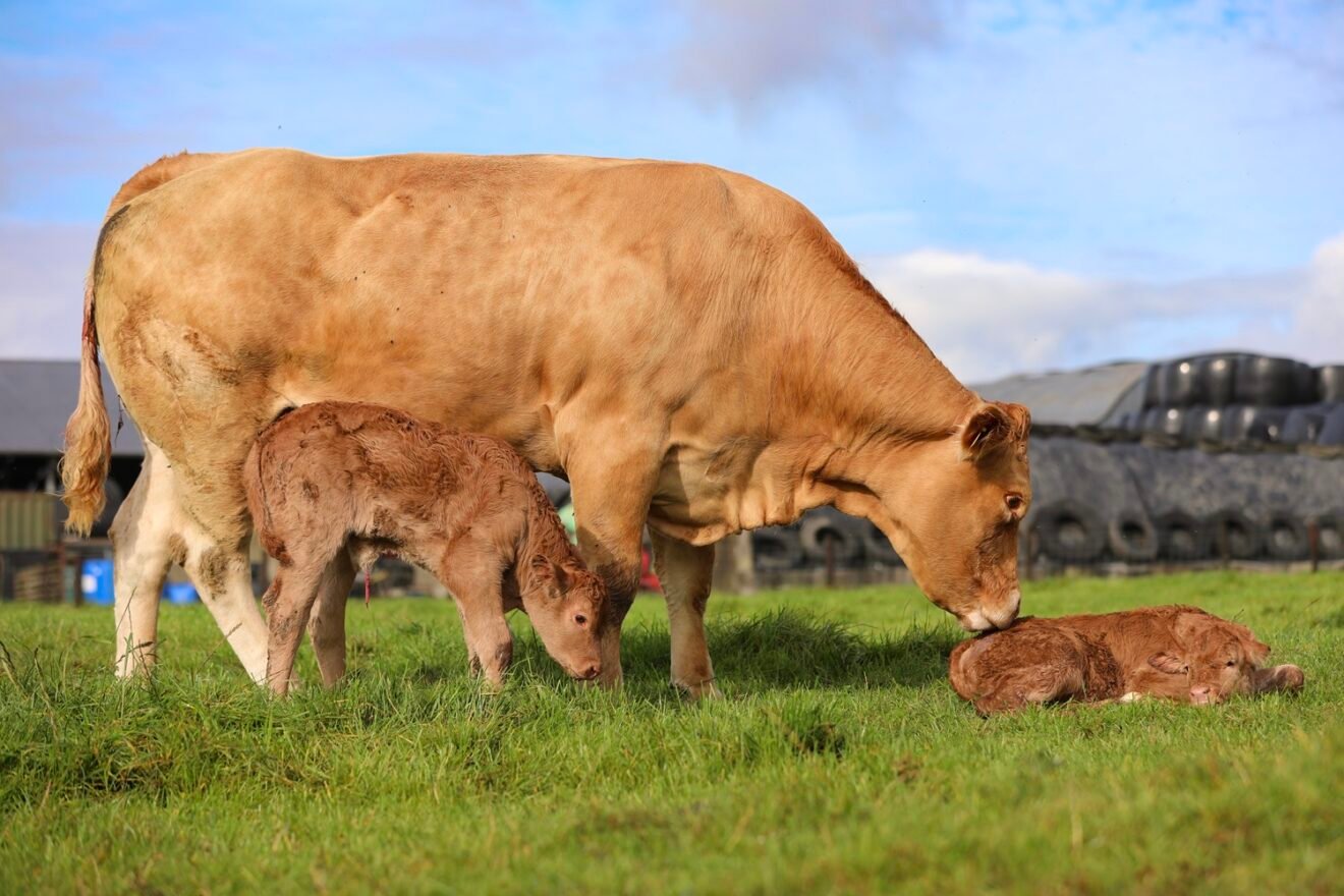 Foxhillfarm Naughtybutnice with twin bull calves Drummin Vini and Drummin Vici sold for €8,200