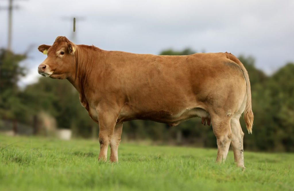 Lot 203 Drummin Raquel sold for €11,100