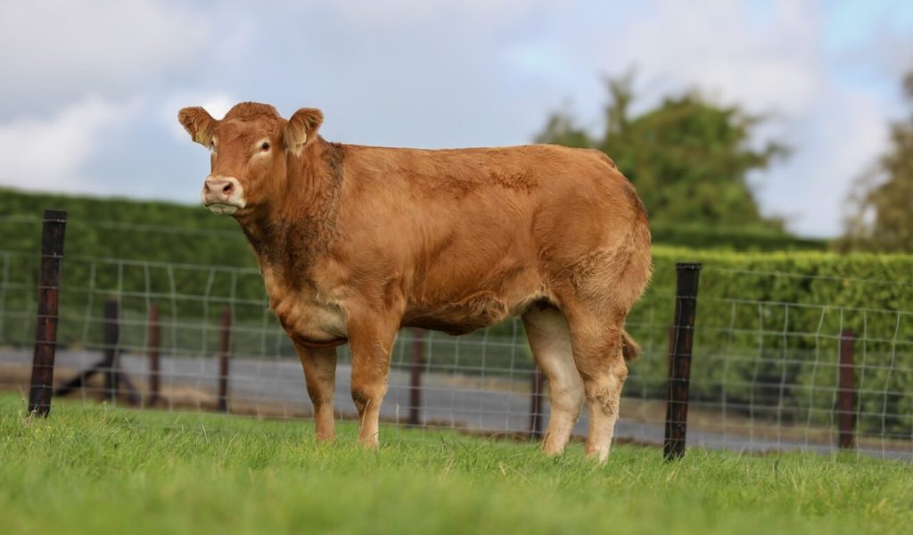 Drummin Tia Maria sold for €6,100