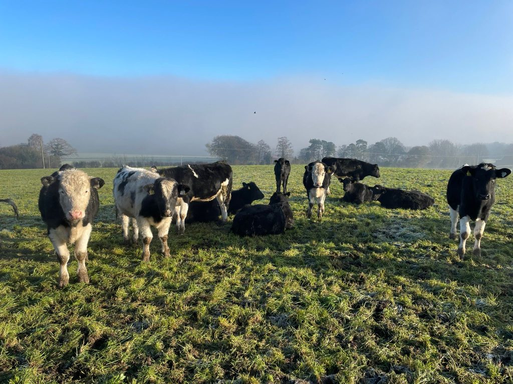 Some of the spring 2024-born dairy-beef weanlings still at grass into late November on the ABP Demo Farm