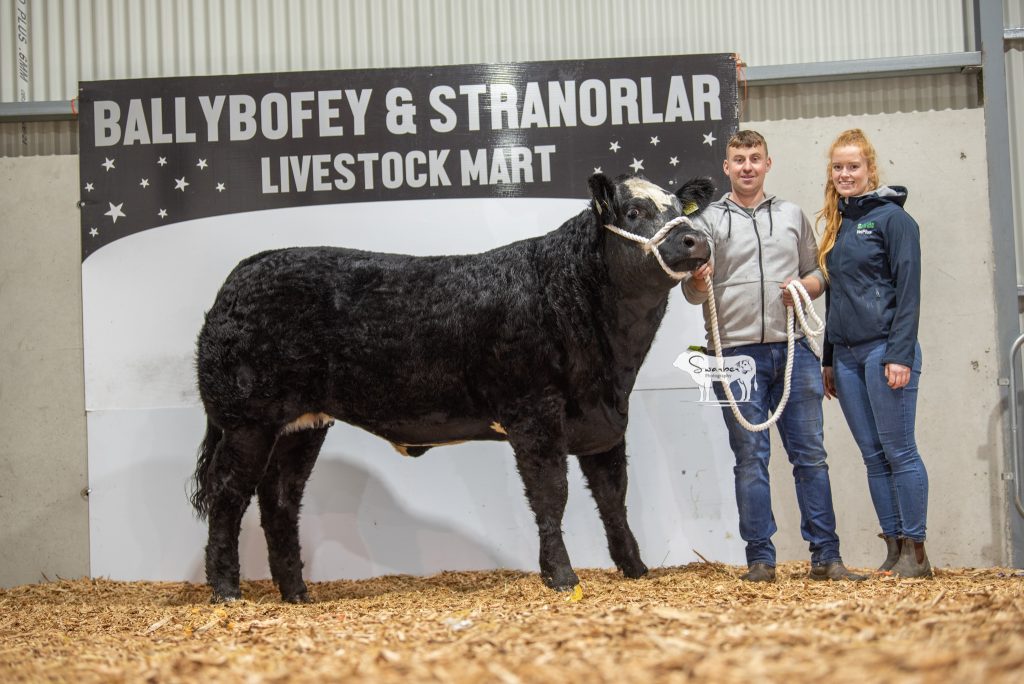 Micheal Lynch and Evelyn McGinley pictured with Lot 217, the Limousin heifer that sold for €18,000