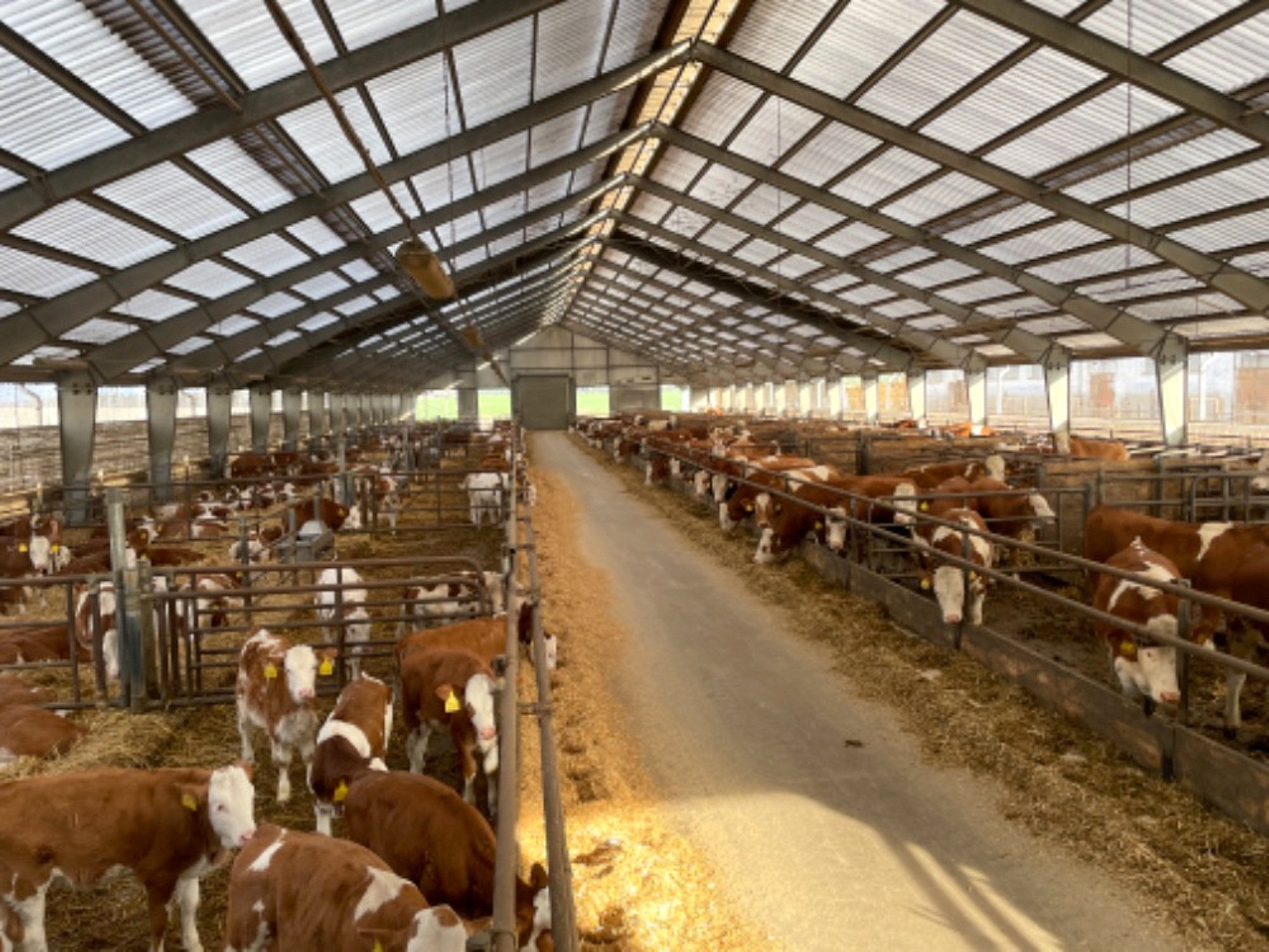 All the cows and followers are of the Czech red breed