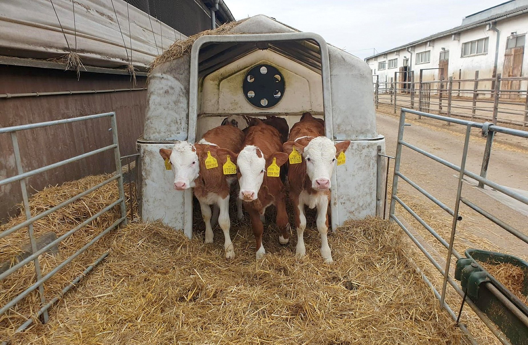 Jakub uses AI genetics from Czech and German bulls.