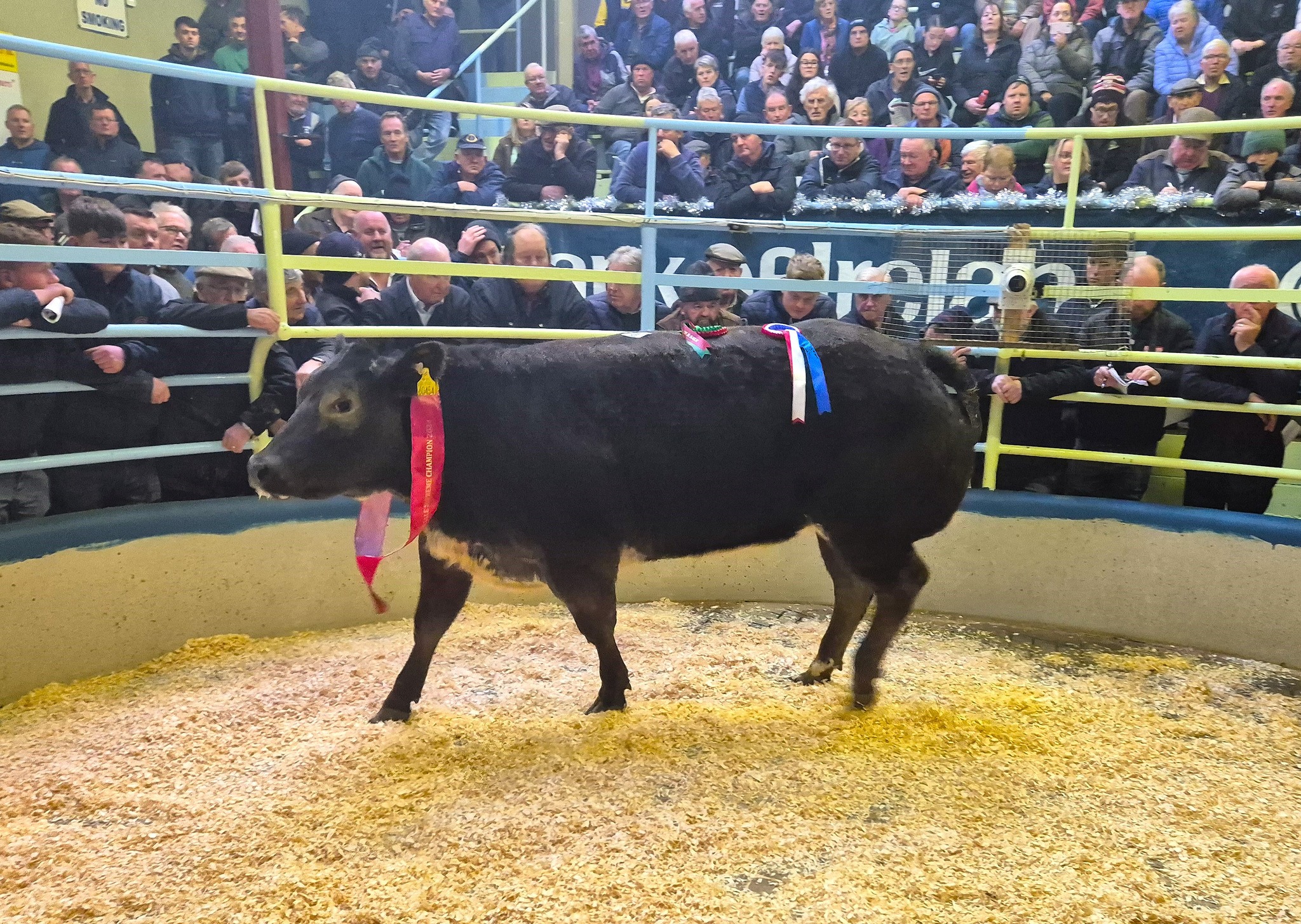 Supreme Champion weighing 710kg sold for €3,600 or €5.07/kg