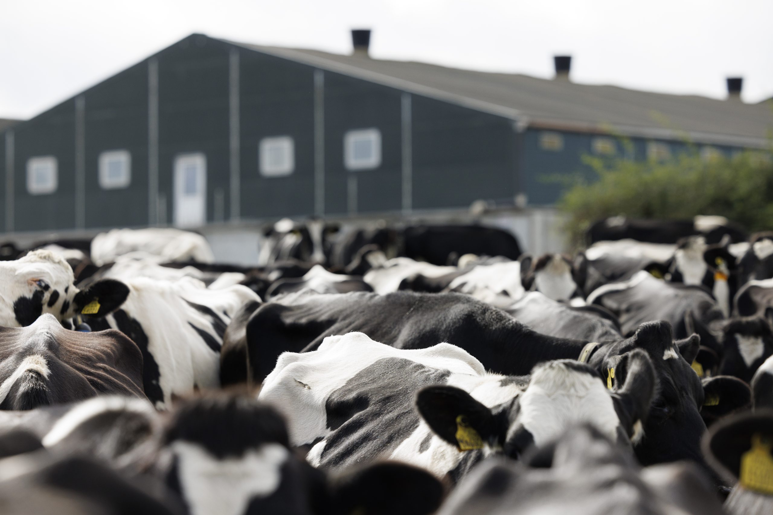 Supplying feedstock like slurry and manure is a long-term, stable solution to waste management
