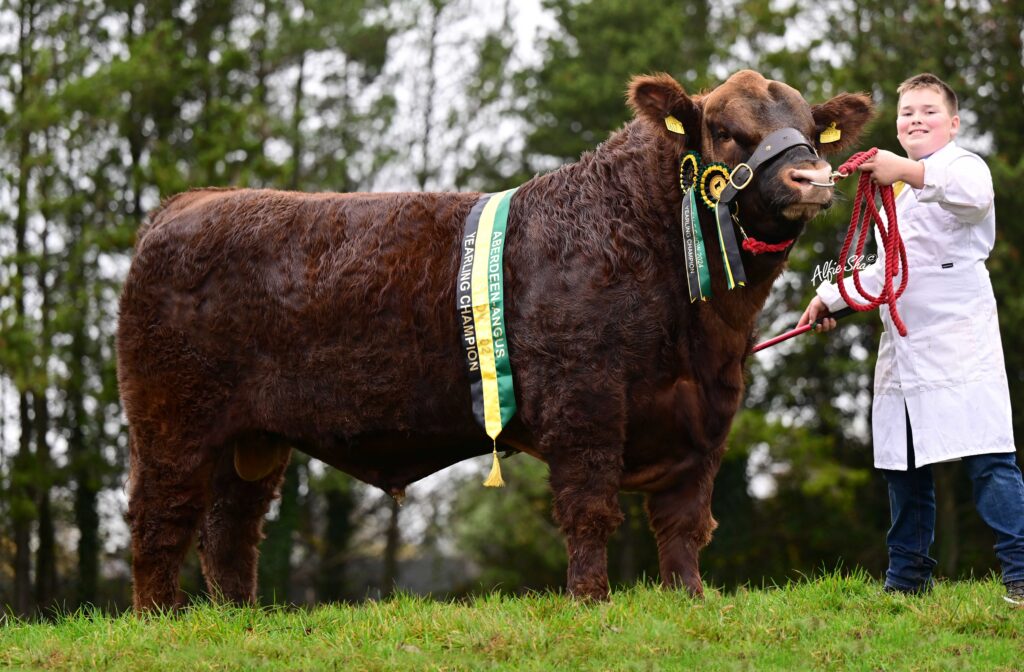 Jamie Dodd exhibited the yearling champion Glenbrae Red Mario Z177. Source: Alfie Shaw, Agri-Images