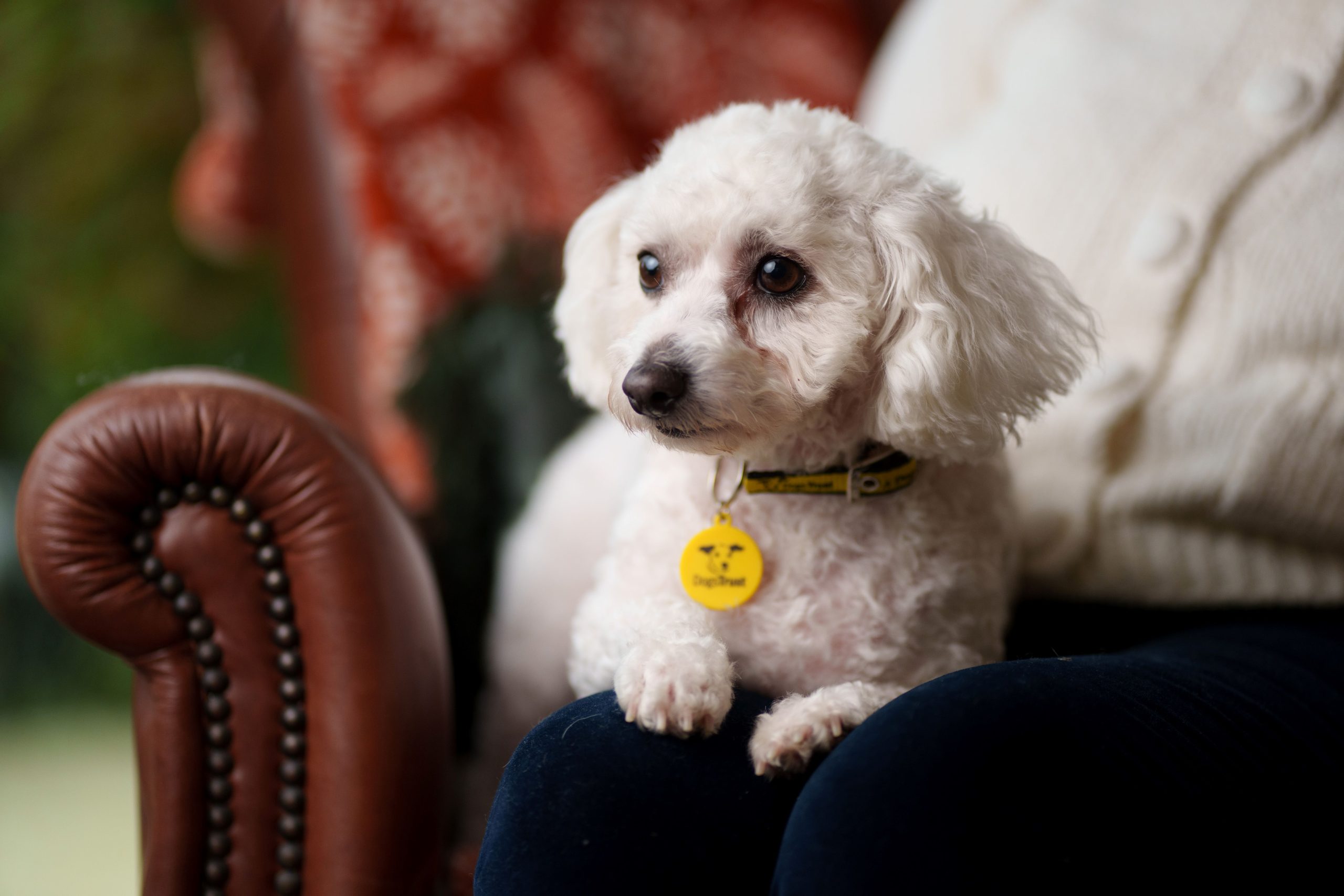 Image source: Dogs Trust