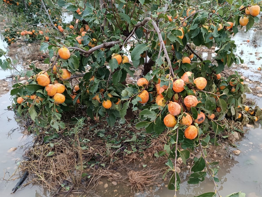 Damage to crops in the southeast of Spain. Source: The Valencian Farmers' Association (AVA-ASAJA)