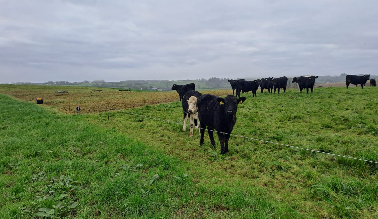 Spring 2024 born dairy-beef weanlings continuing to graze out paddocks on November 17, 2024