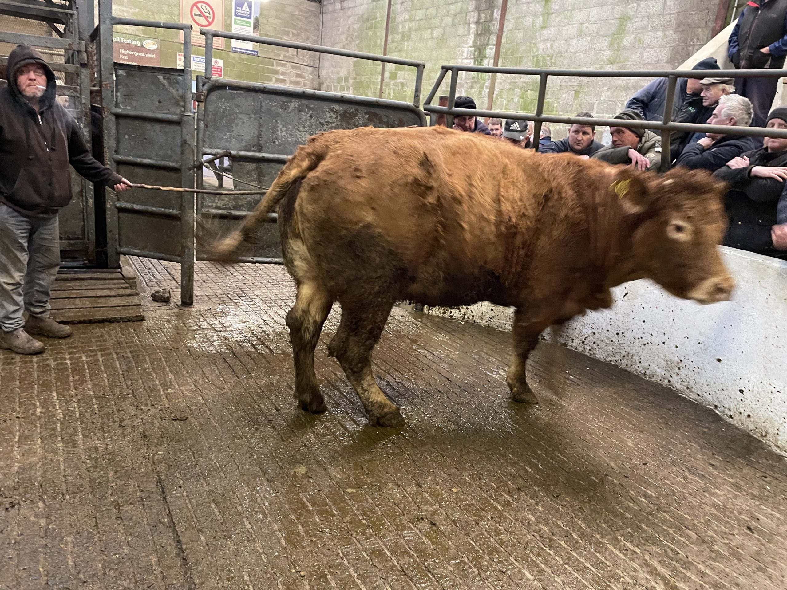 This 710kg Limousin-cross cow sold for €1,840