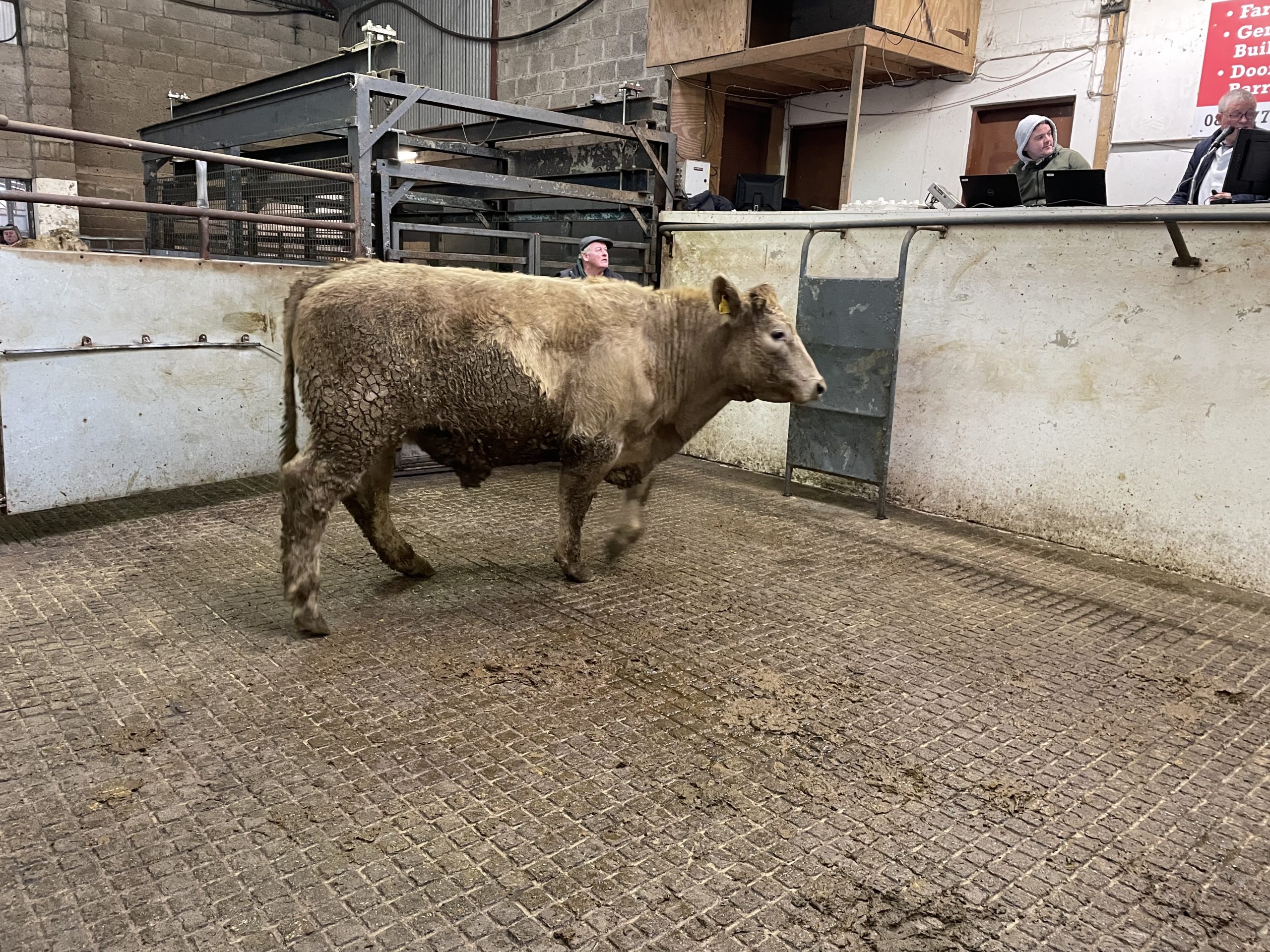 This 700kg Charolais bullock sold for €1,840