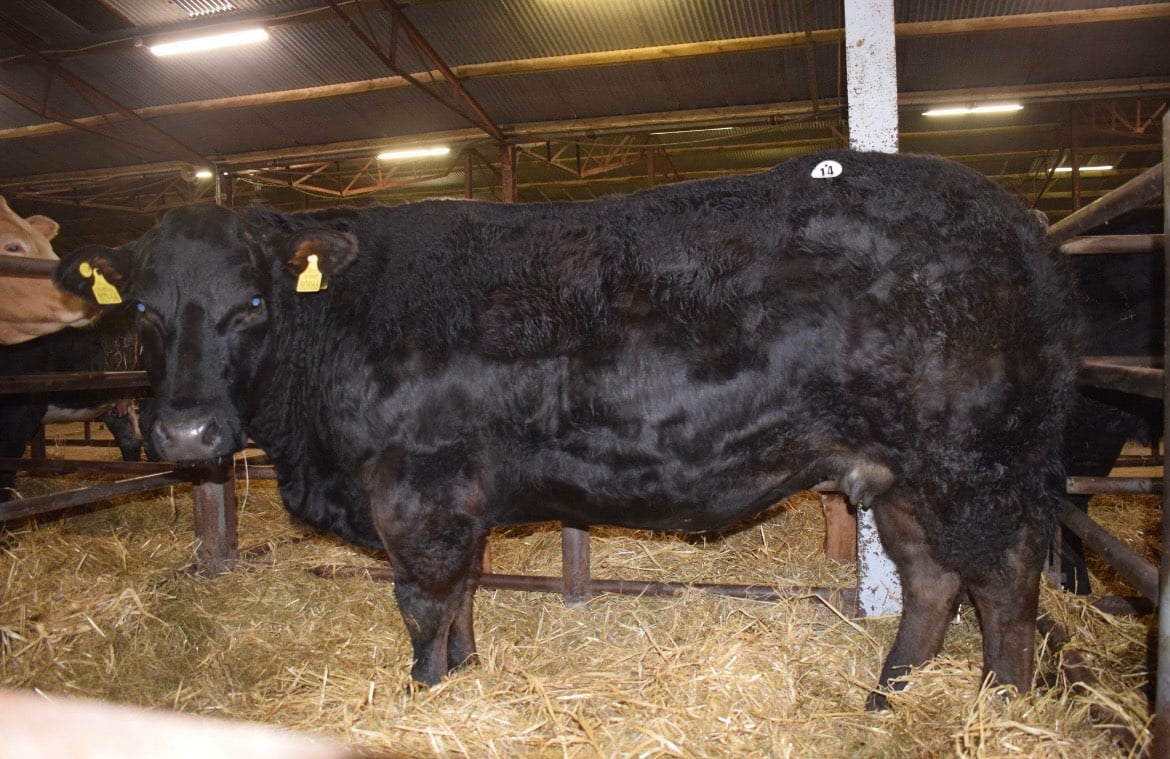 Top-priced heifer in the sale