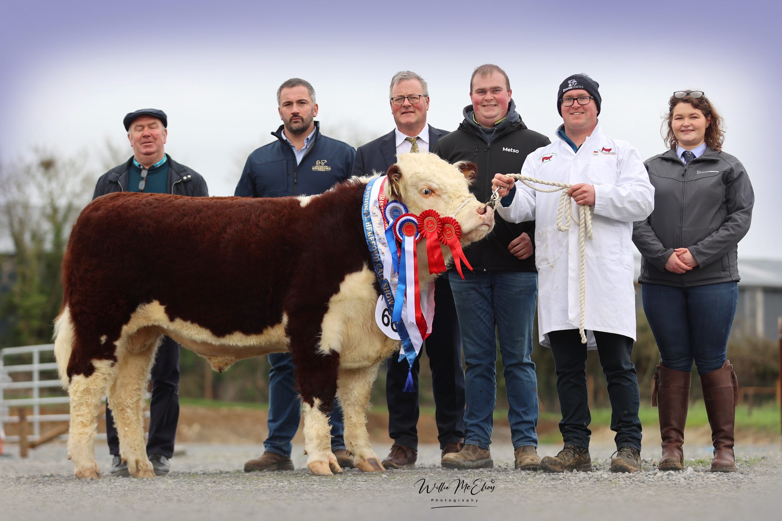 Reserve show champion Cloonabrack Toby owned by Co. Roscommon breeder, Michael Curley
