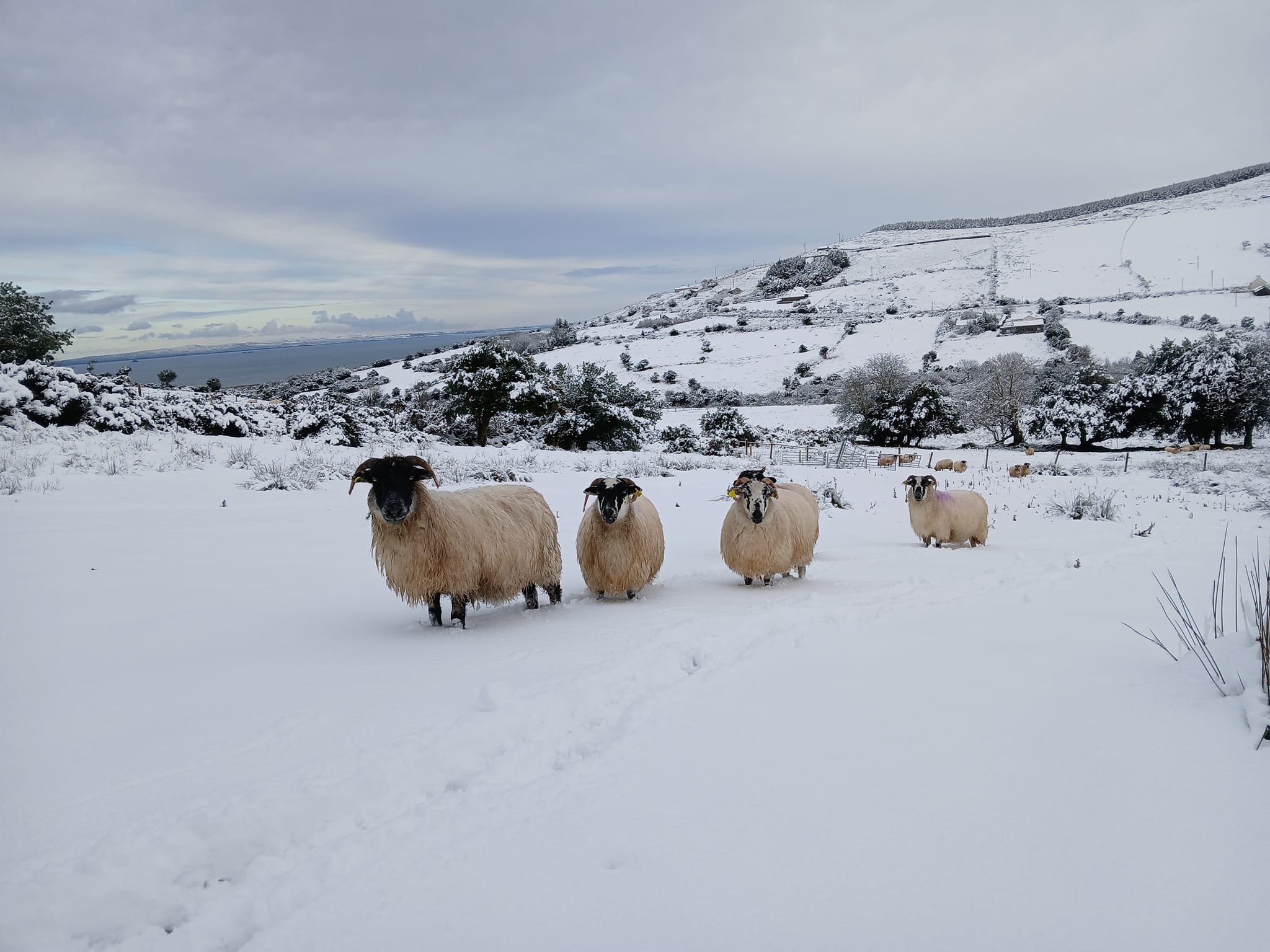 Sheep in the snow on the farm of Brigid O'Connor in Gleann na nGealt, Camp, Co. Kerry. Image: Brigid and Liam O'Connor