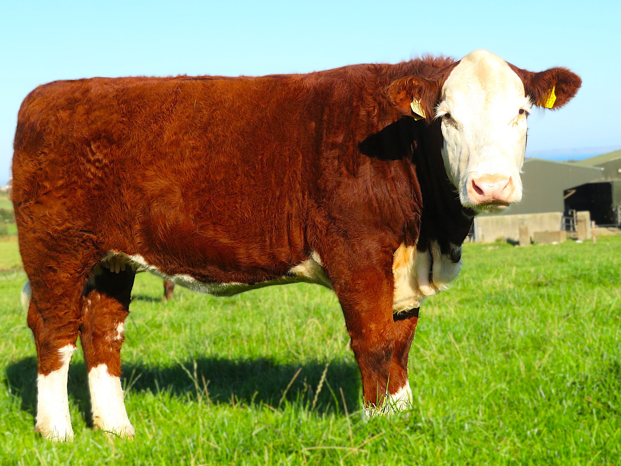 Gouldingpoll 1 Duchess 357 sold for the top price on the day of €5,200