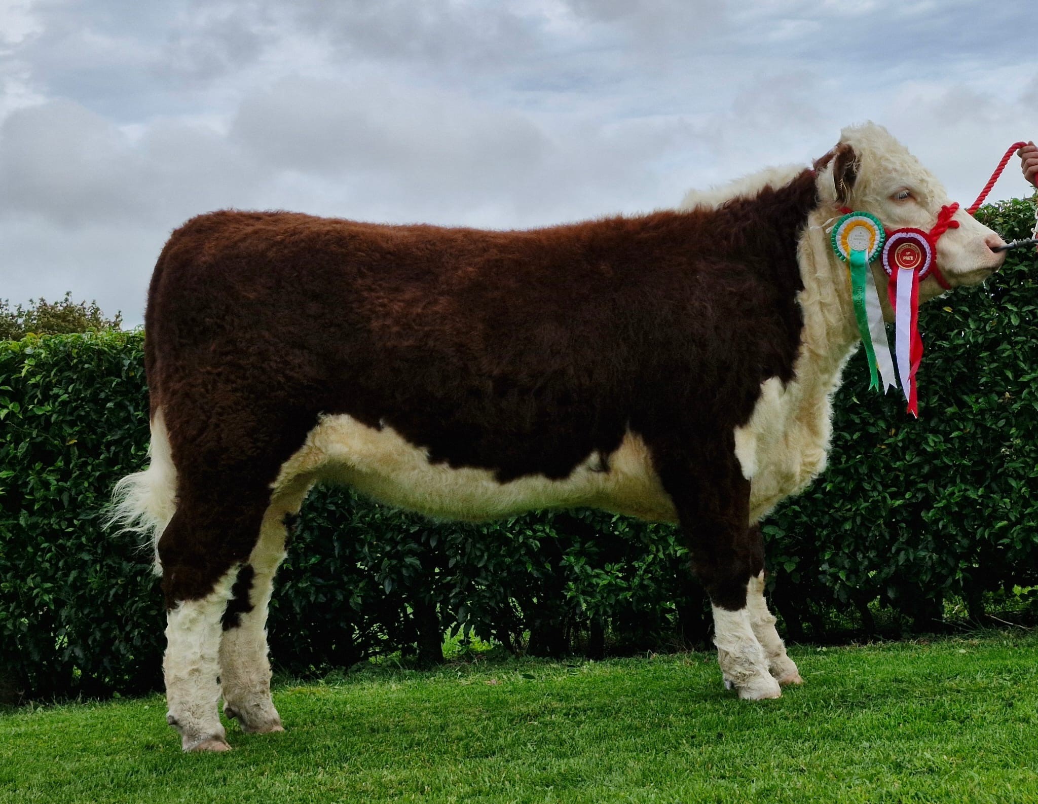 Listrolin Prettymaid 129 sold for €3,800