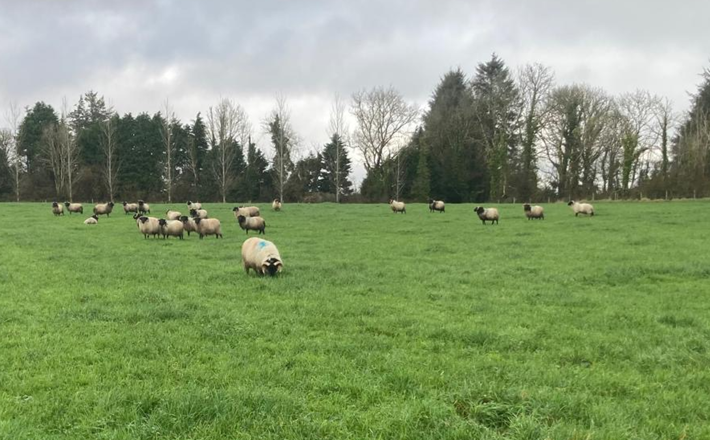 Some of the lambs which Pat has bought in for winter grazing