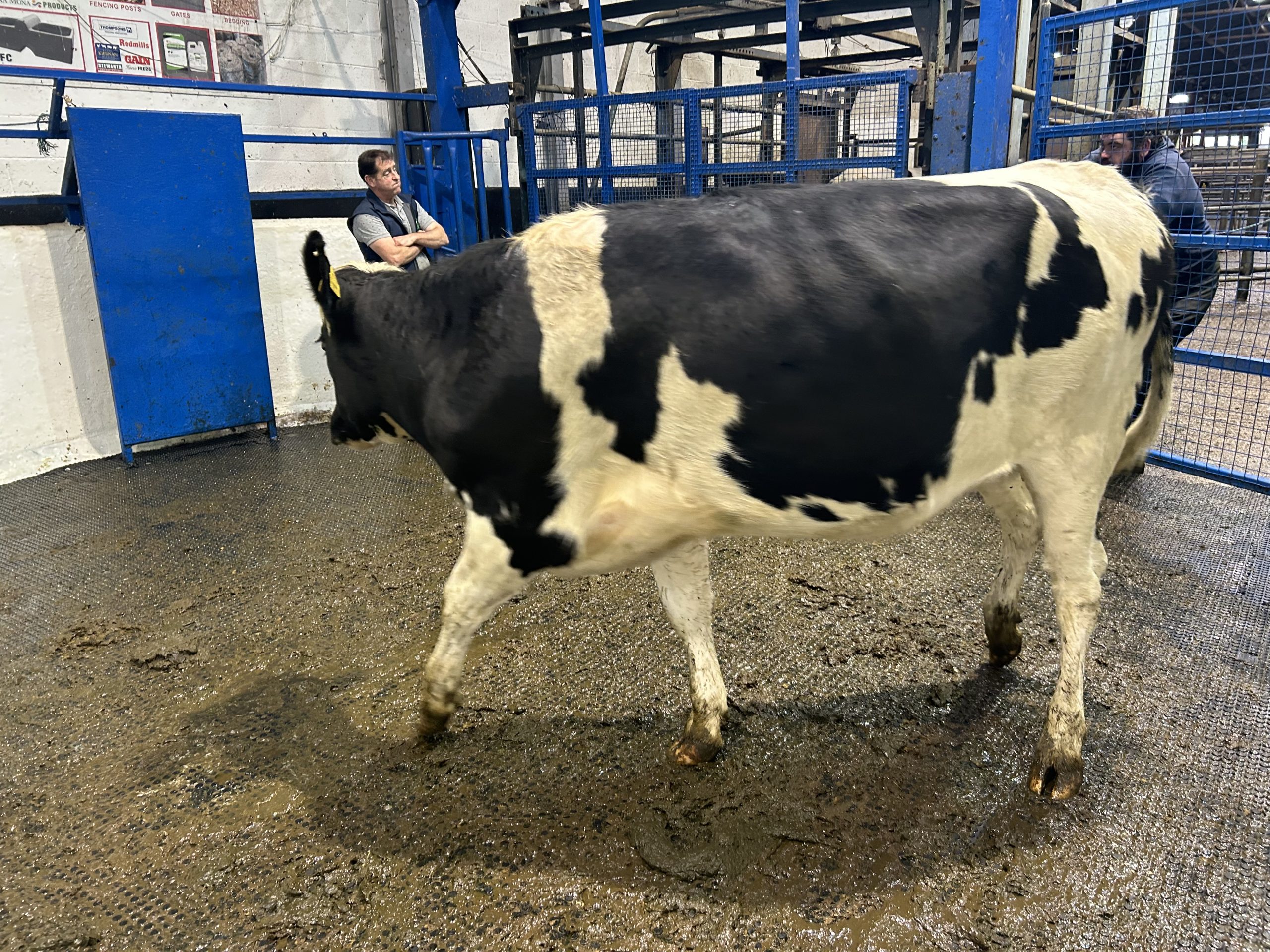 Lot 122: The heifer is due to calf on February 5 next year sold for €1,640