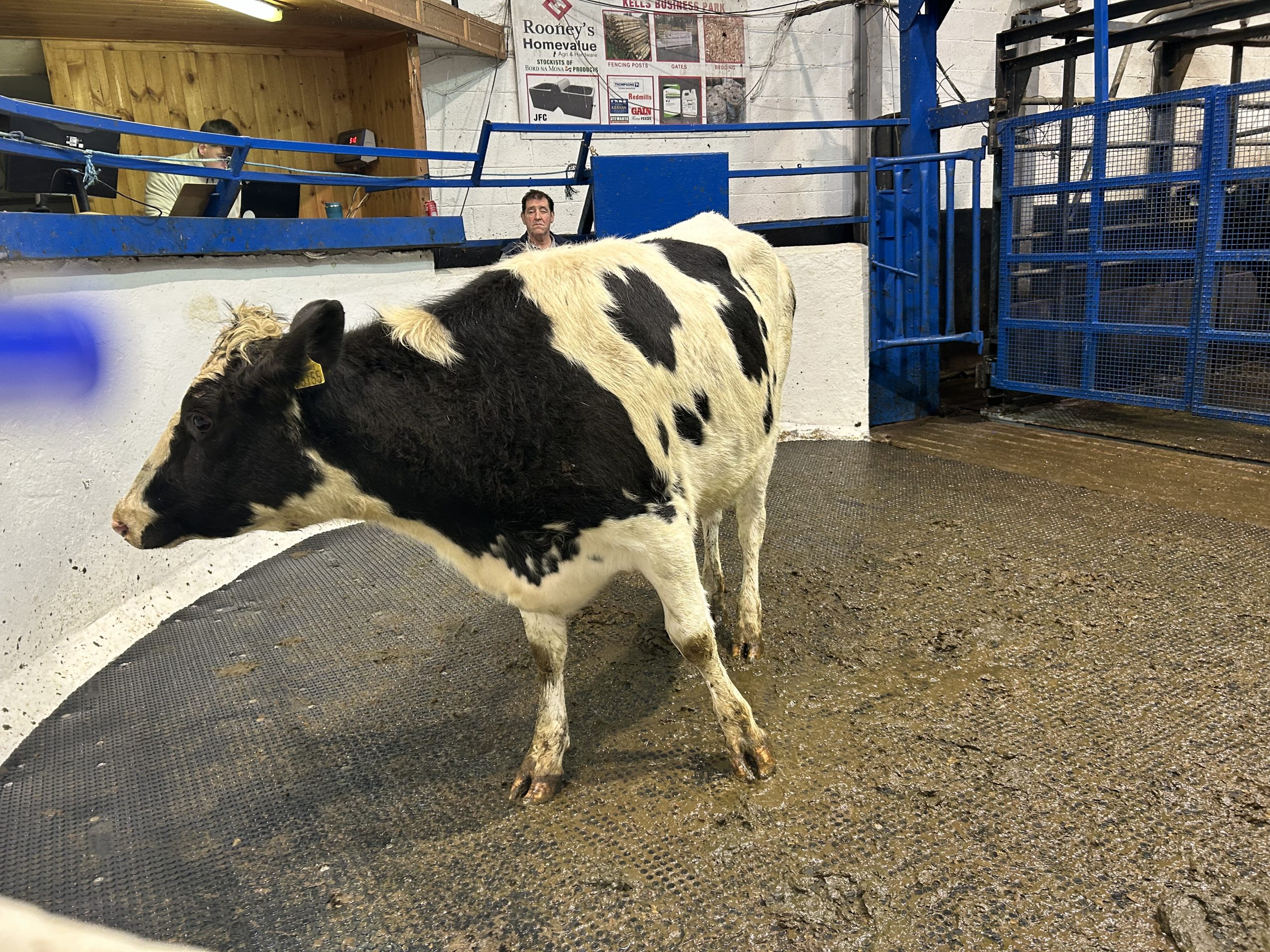Lot 123: Heifer with an EBI of €245 sold for €1,300