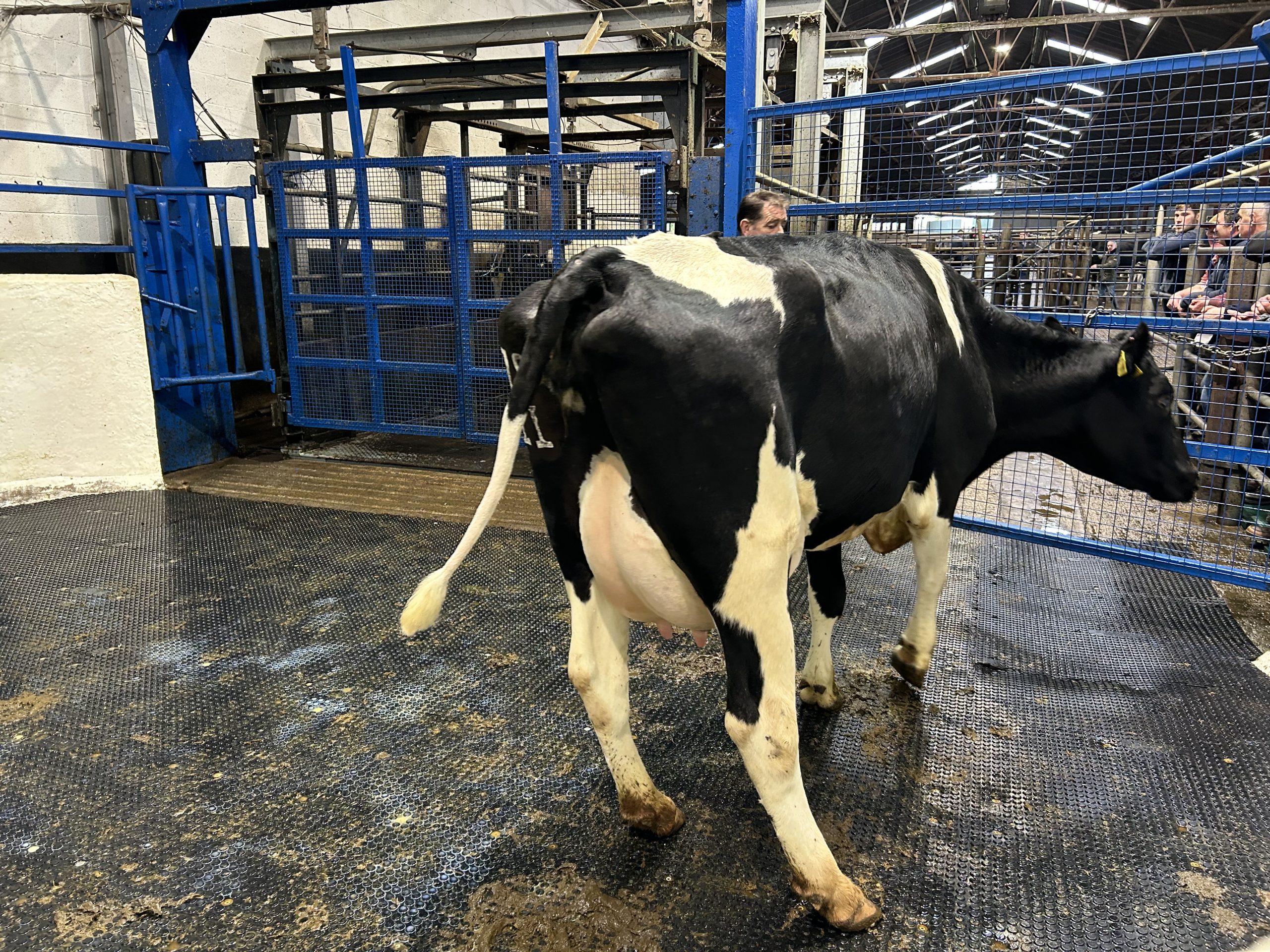 Lot 82: Friesian, 2020 born second calver sold for €2,400