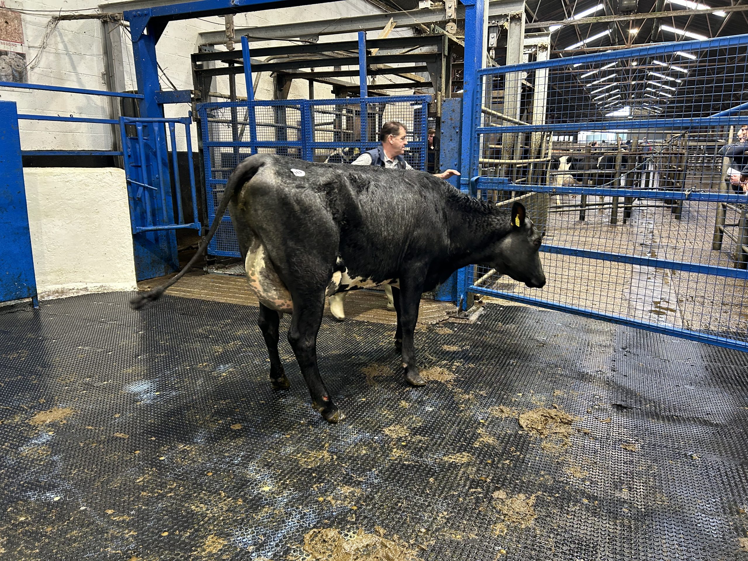Lot 90: Simmental cross, first calver made €1,940