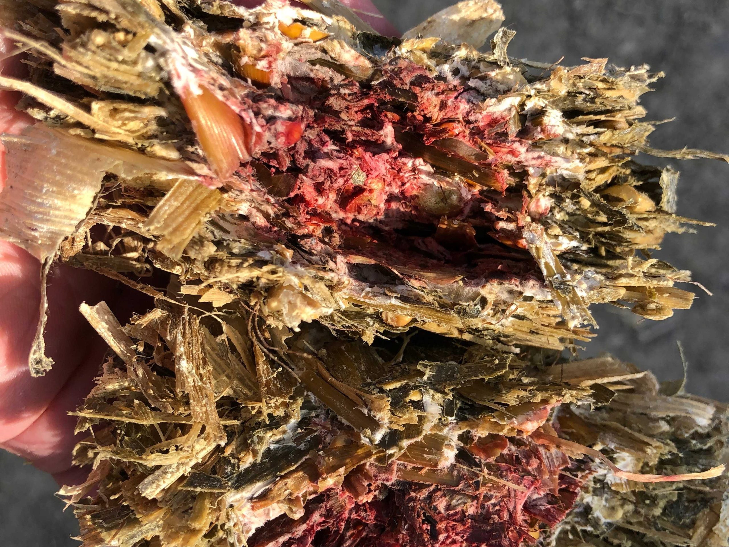 Mycotoxins in maize silage