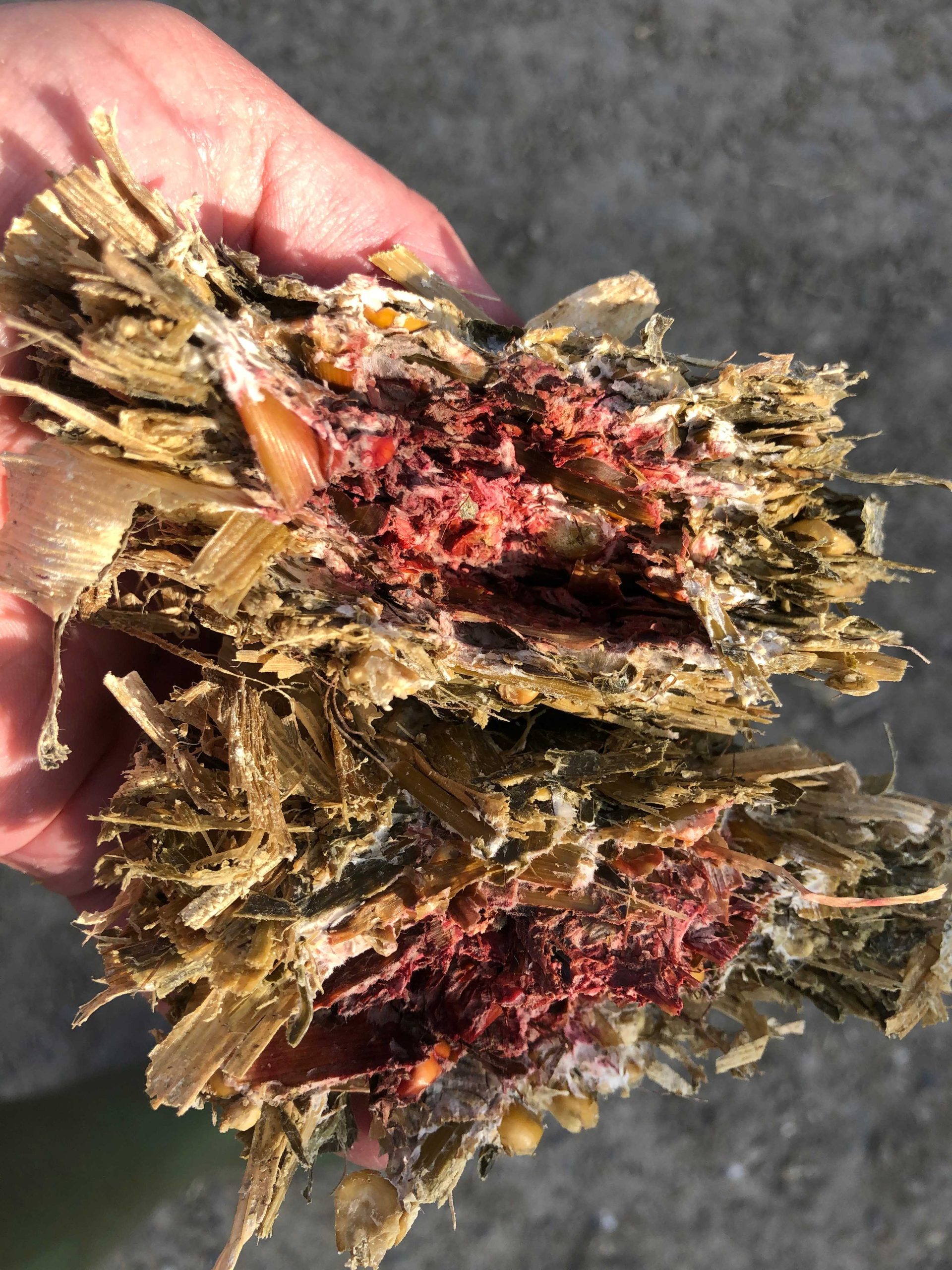 Mycotoxins in maize silage