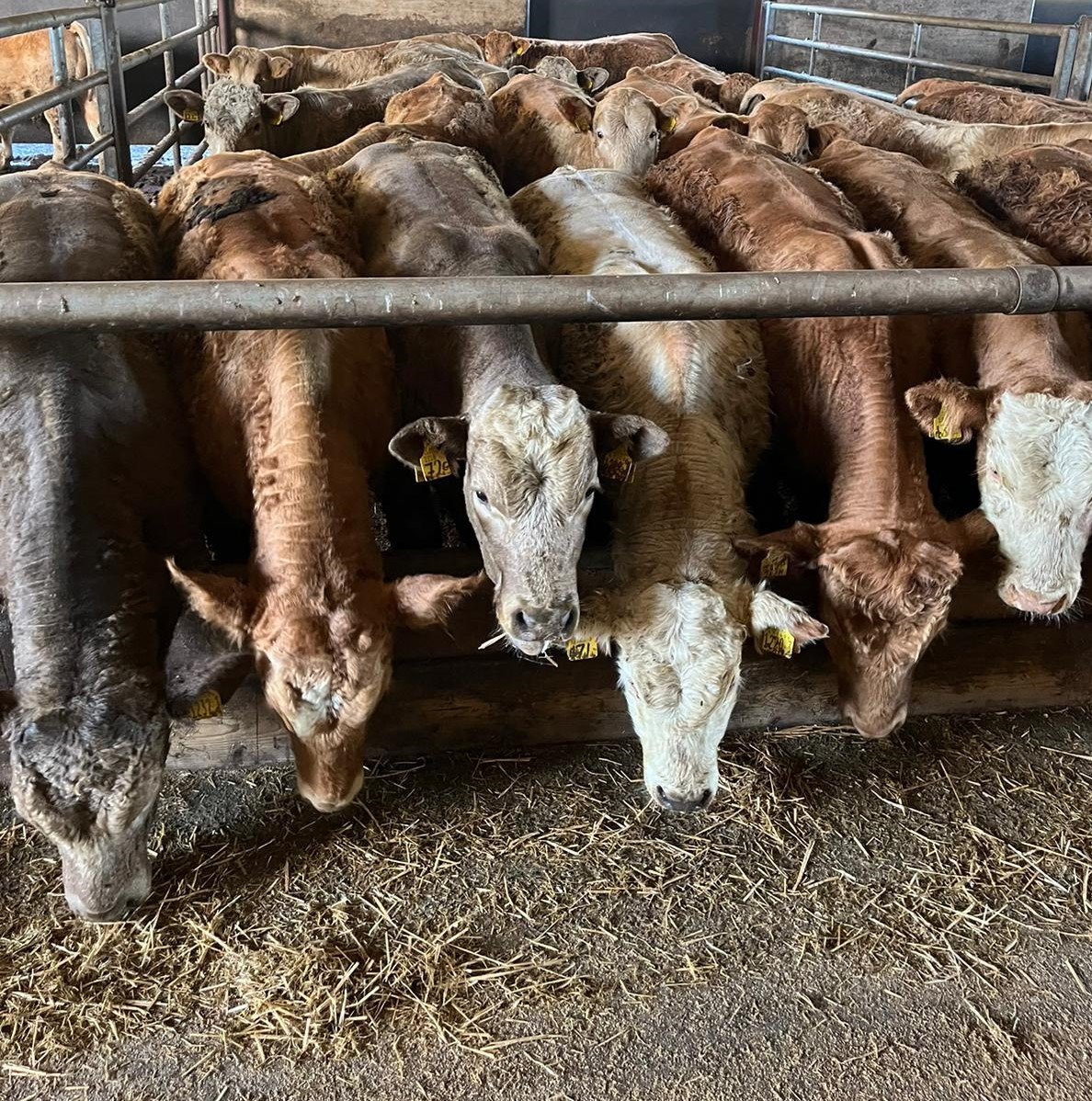 Cattle with backs clipped at housing to aid parasite control. Source: DAERA