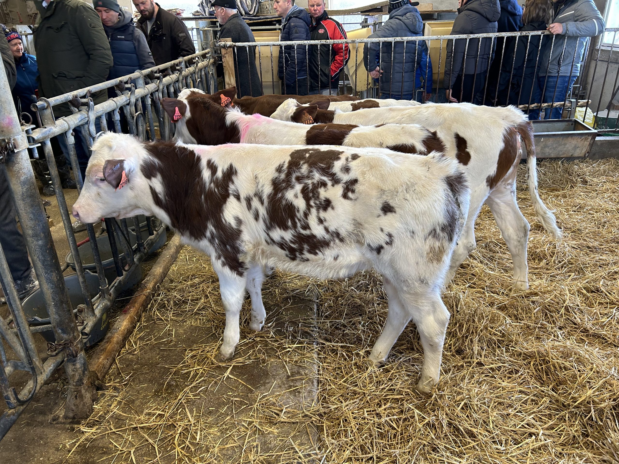 The young calves on the farm