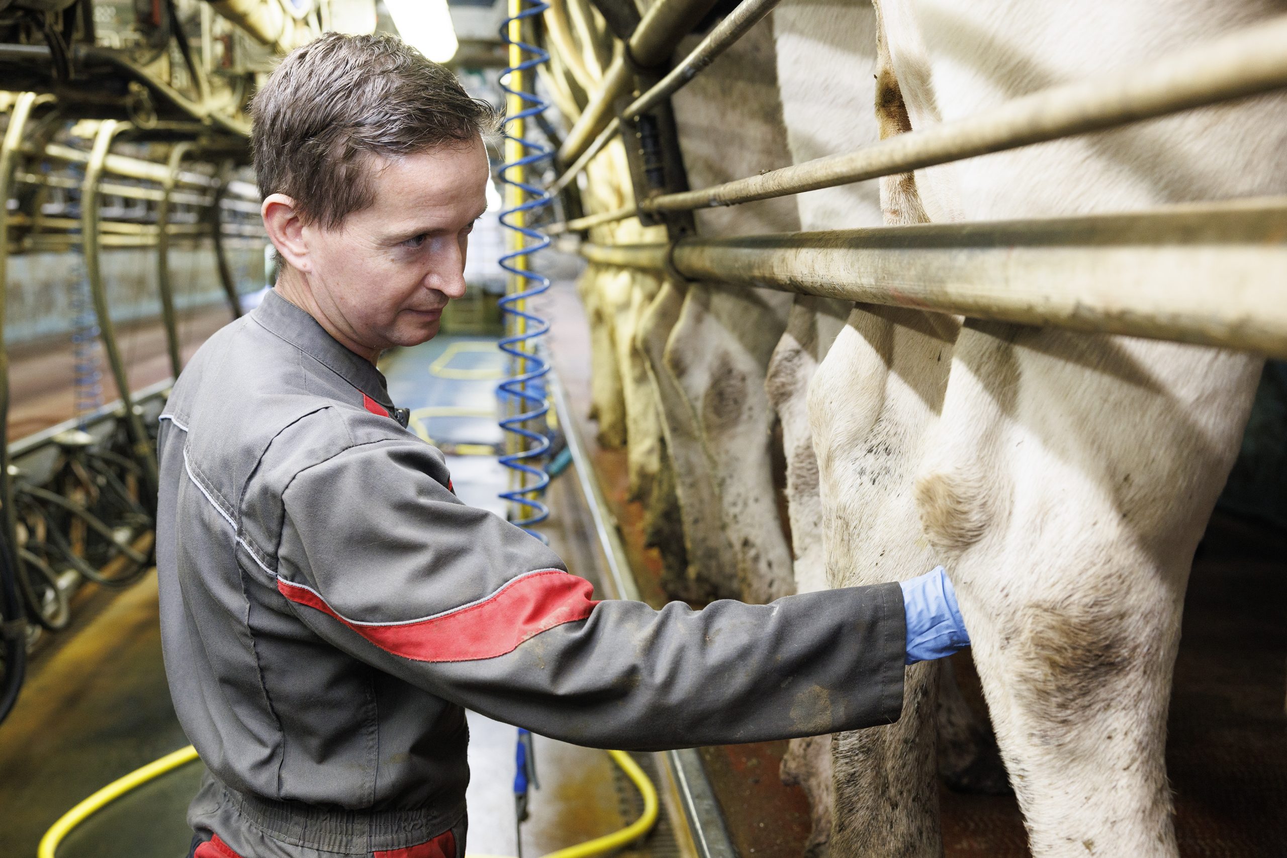 John O'Sullivan, Lisduff Holsteins, Lisduff, Co. Cork