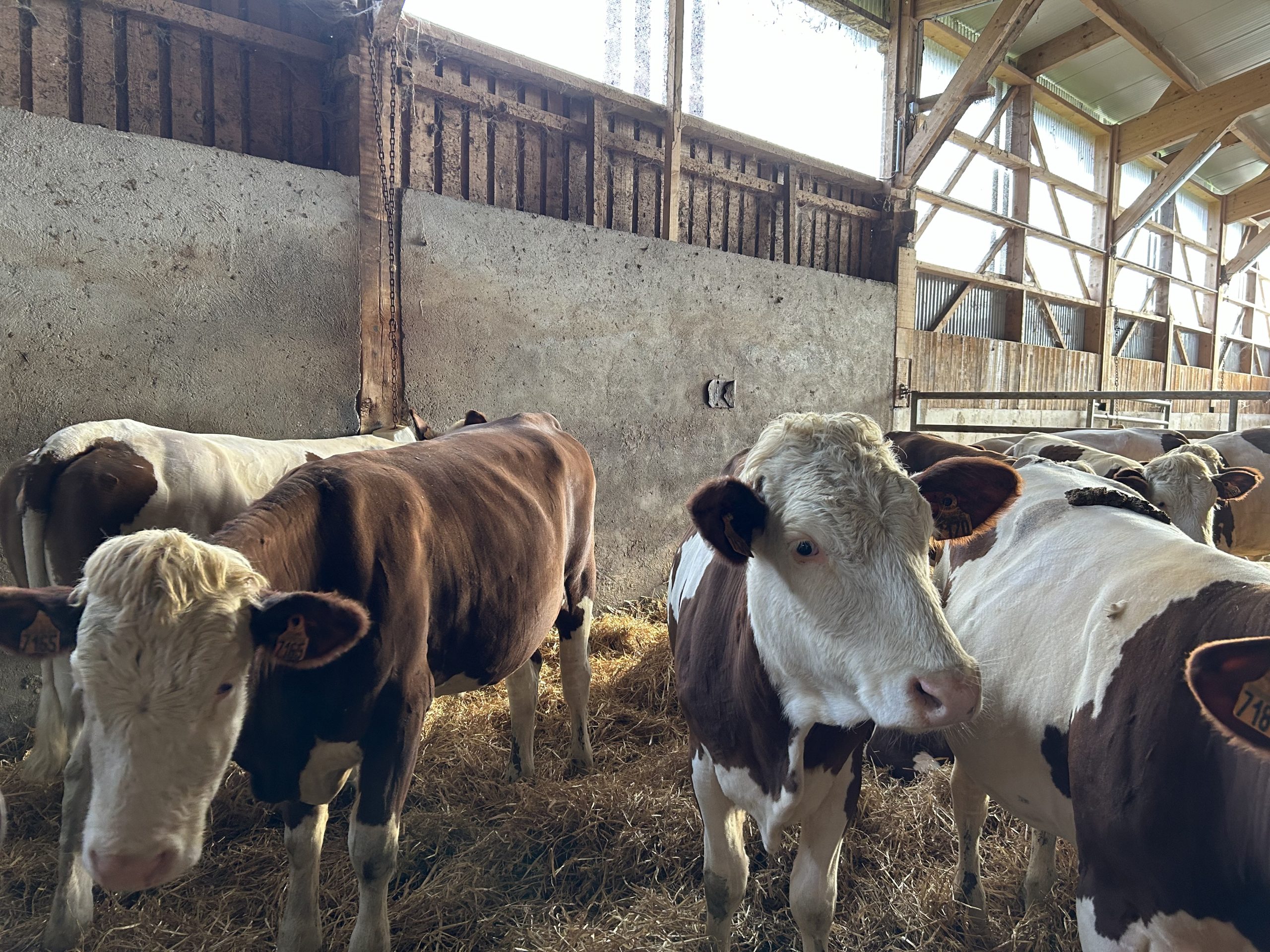 Heifers aged 13-15-months-old shaved for the winter months