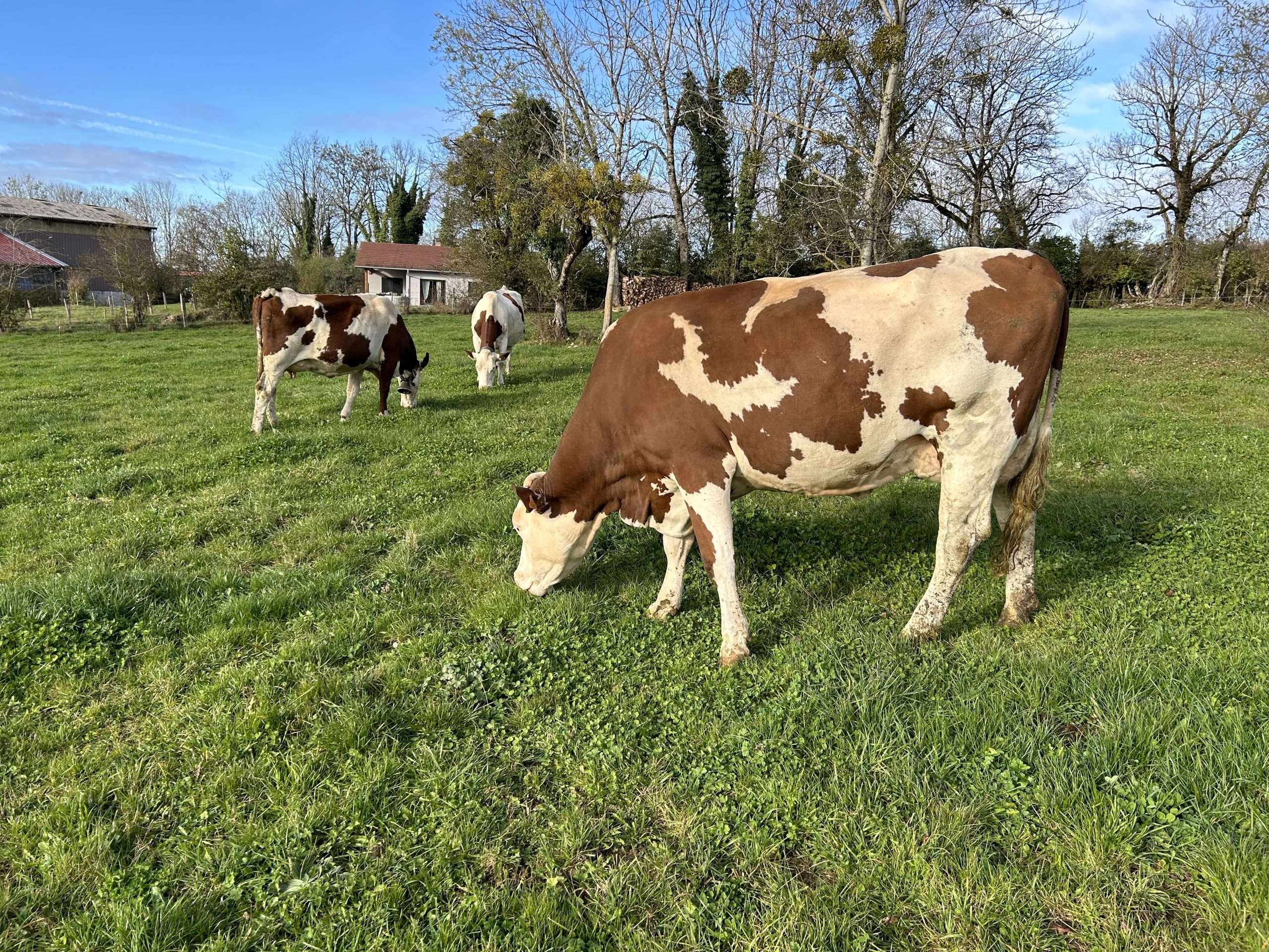 Bichet's Montbeliardes out grazing