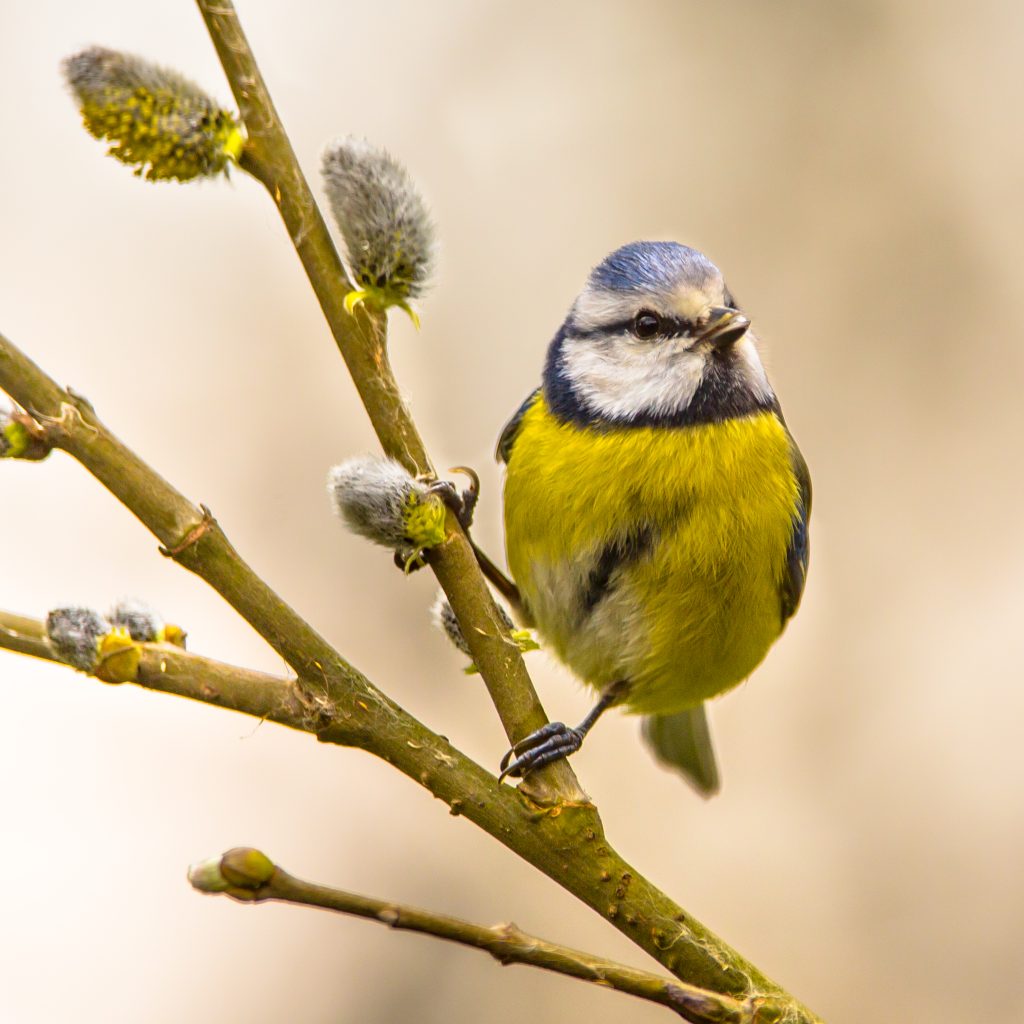 Blue tit