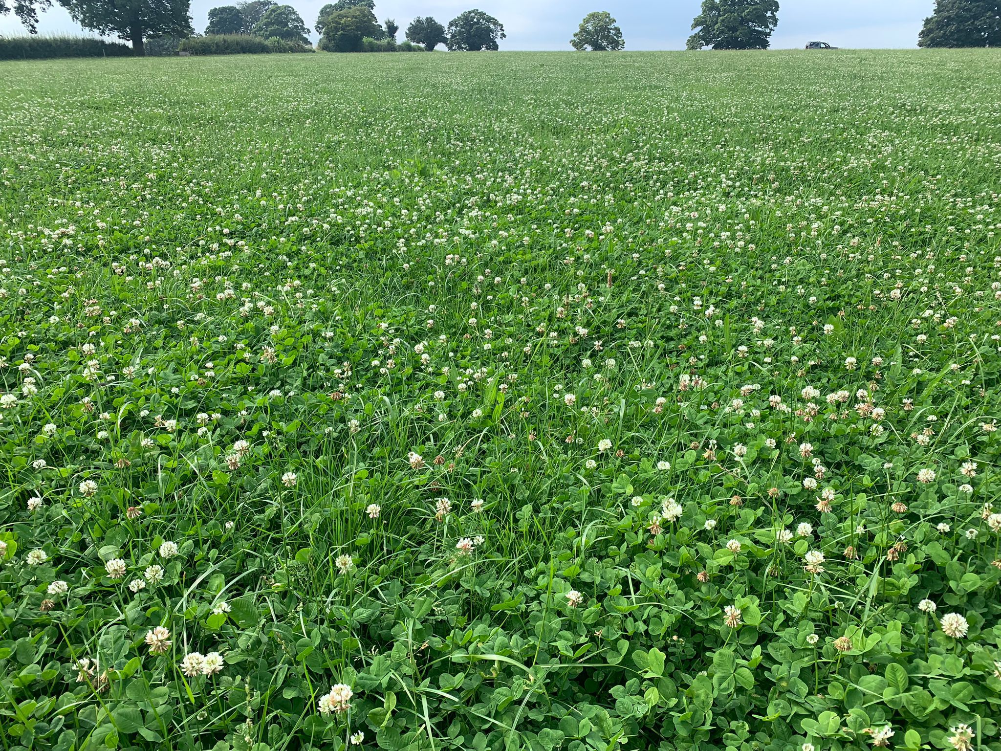 The grass-clover swards on the farm