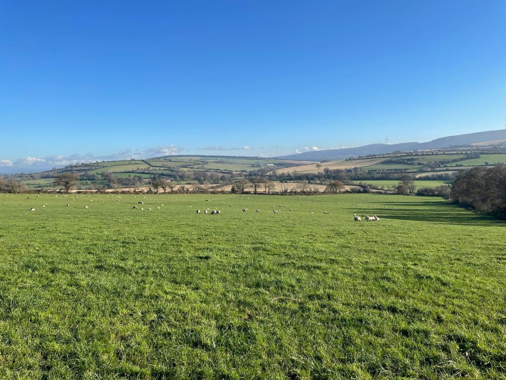 Lambs will begin to receive concentrate supplementation in the next six weeks