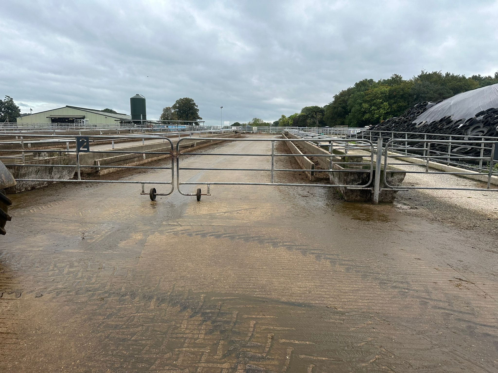 The feed pad on the farm