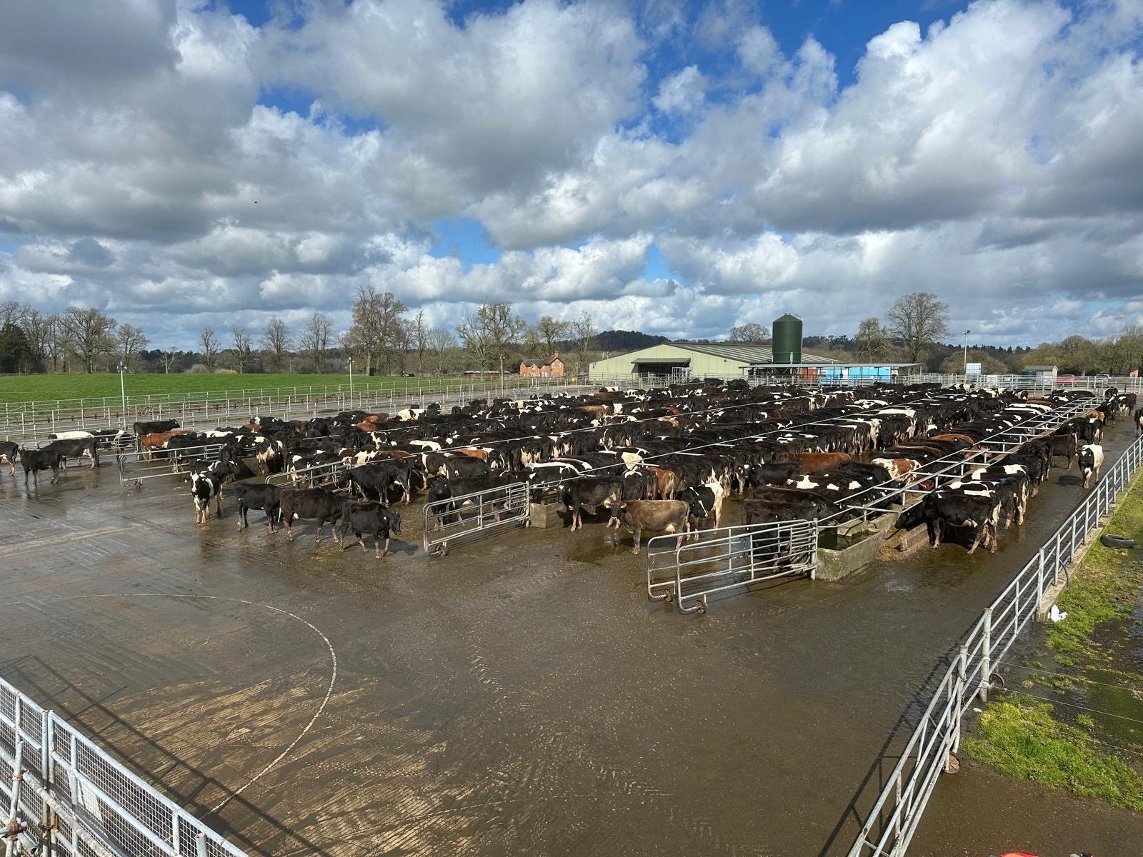 The cows getting fed on the feed pad