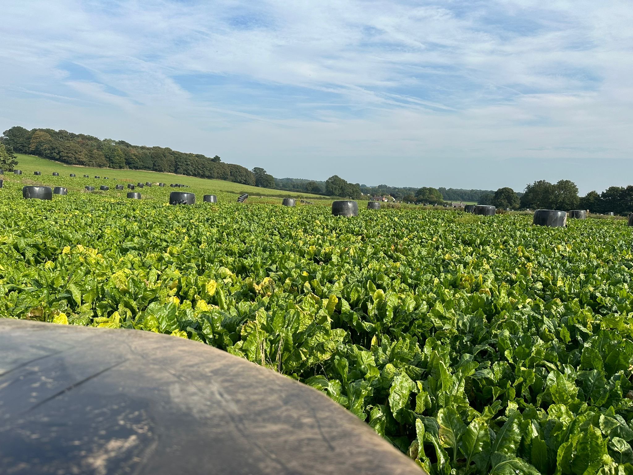 The fodder beet on the farm laid out with straw bales ready to go for winter grazing
