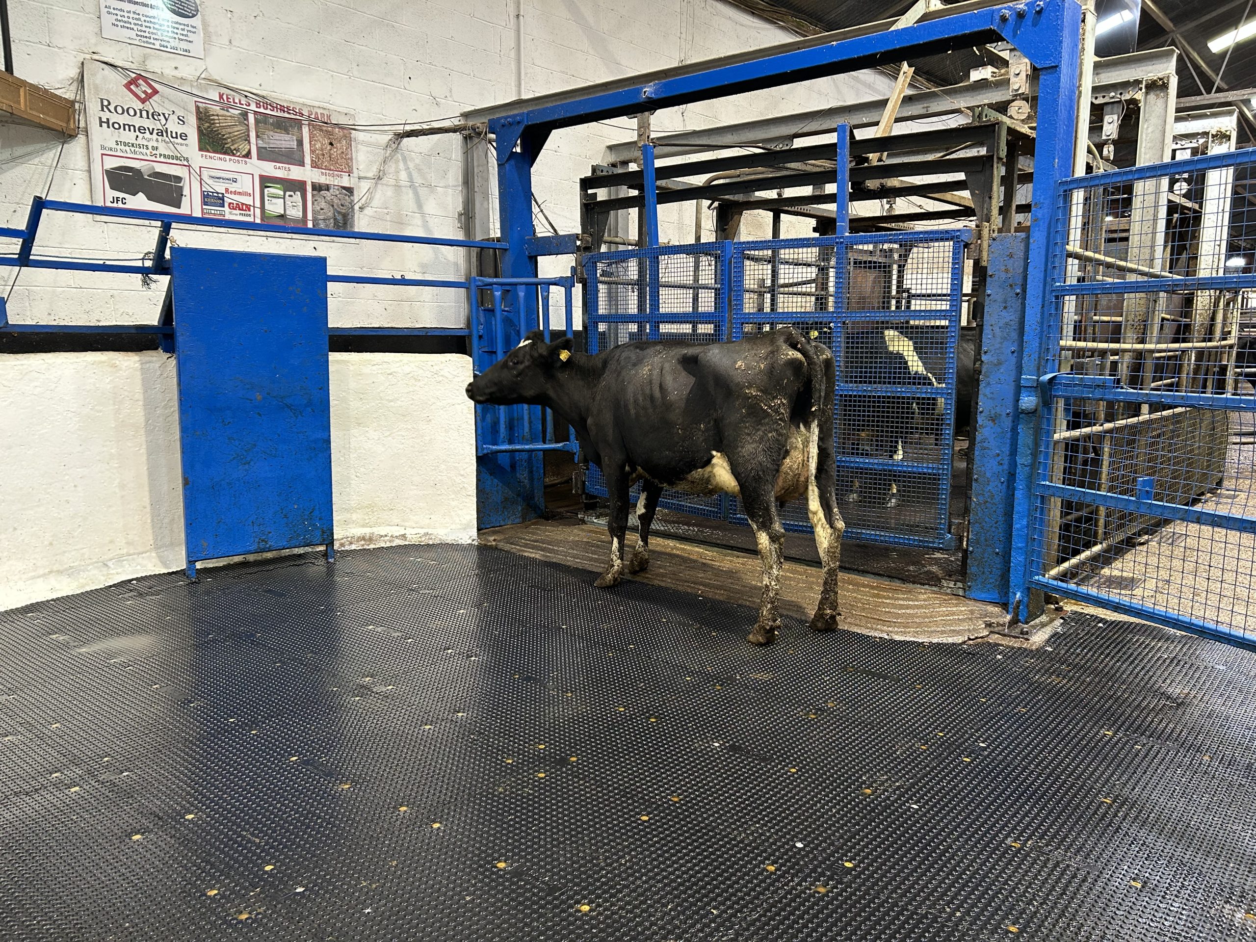 Lot 32: FR,  first calver  with EBI of €226 - Sold for €1,700