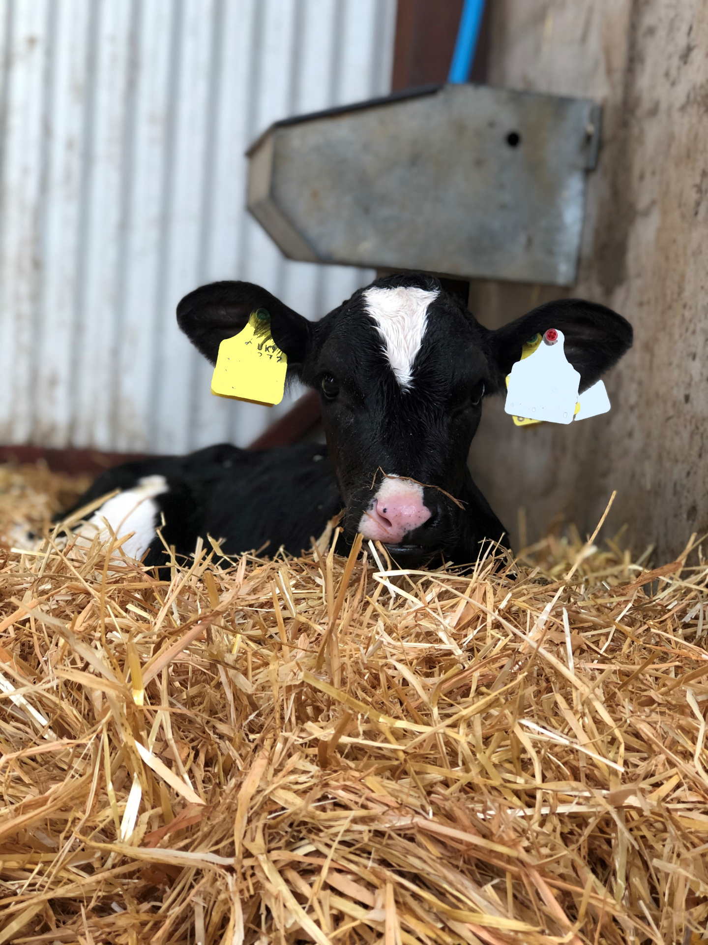 Fresh bedding, fresh water and a light, airy environment are paramount to calf health. Source: DAERA
